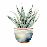 House plant in pot, watercolor illustration, isolated clipart on white background, green leaves, flower photo