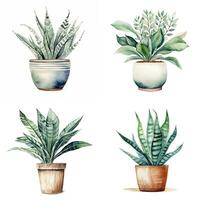 House plant in pot, watercolor illustration, isolated clipart on white background, green leaves, flower photo