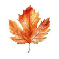 Watercolor illustration of autumn maple leaf. Isolated clipart on white background photo