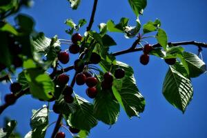sweet red cherries on a tree branch among green leaves on a summer warm day photo