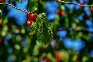 sweet red cherries on a tree branch among green leaves on a summer warm da photo