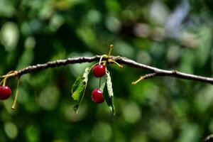 dulce rojo cerezas en un árbol rama entre verde hojas en un verano calentar día foto