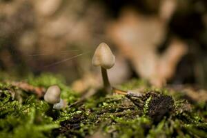 autumn mushrooms growing in the European forest photo