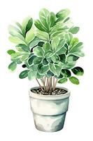 House plant in pot, watercolor illustration, isolated clipart on white background, green leaves, flower photo