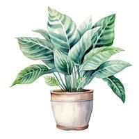 House plant in pot, watercolor illustration, isolated clipart on white background, green leaves, flower photo