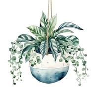 House plant in pot, watercolor illustration, isolated clipart on white background, green leaves, flower photo