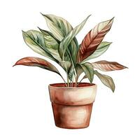 House plant in pot, watercolor illustration, isolated clipart on white background, green leaves, flower photo