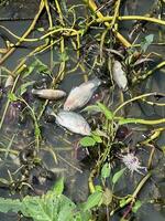 un de cerca de el muerto pescado en el agua foto