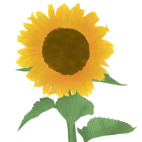 vistoso girasol ilustración png