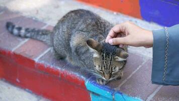 femmina abbracciare sua gatto. persone nel vivere con gatto . video