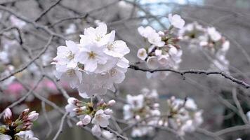 Beautiful pink sakura cherry blossom flower in springtime, Japan Tokyo video