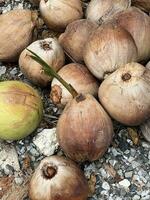 seco Coco en el mercado foto