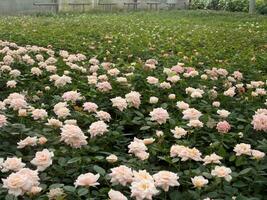 Rose flower bloom in roses garden on blurry roses background. photo