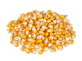 Heap of corn kernels isolated on white background photo