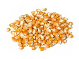 Heap of corn kernels isolated on white background photo