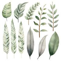 Green watercolor leaves, botanical illustration, plant set. Generative AI photo
