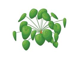 Cartoon home plant pilea leaves isolated on white background. vector