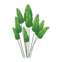 A set or bundle of tropical leaves from a house bird of paradise plant. vector