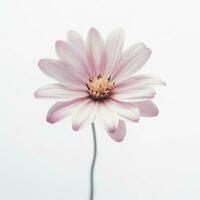 Image of a flower on a white background photo