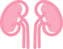 Human kidneys colored flat icon. PNG, transparent. png