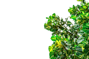 groen bladeren patroon, blad erythrina variegata geïsoleerd png