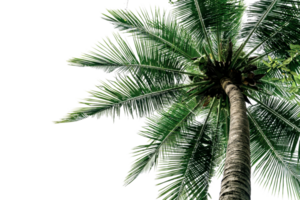 Green Leaves of palm,coconut tree bending isolated png