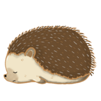 slapen mollig egel png