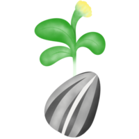 Sunflower seeds that look cute and sprouts grow out of them. png