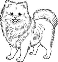 A black and white drawing of Pomeranian dog. Hand drawn outline of Pomeranian vector