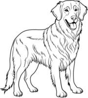 A black and white drawing of Golden retriever. Hand drawn outline vector