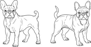 A black and white drawing of Bulldog. Hand drawn outline vector