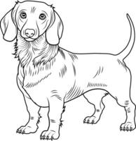 A black and white drawing of Dachshund dog. Hand drawn outline of Dachshund vector