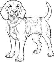 A black and white drawing of Beagle dog. Hand drawn outline of Beagle vector