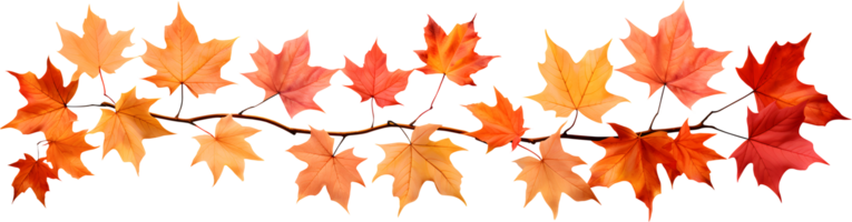 Autumn maple leaf branch seasonal nature decoration element, AI generative png