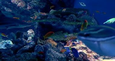 4K footage tropical reef fish, shark and aquatic plants in aquarium video