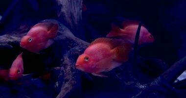 Wallpaper footage tropical reef fish and aquatic plants in aquarium background video