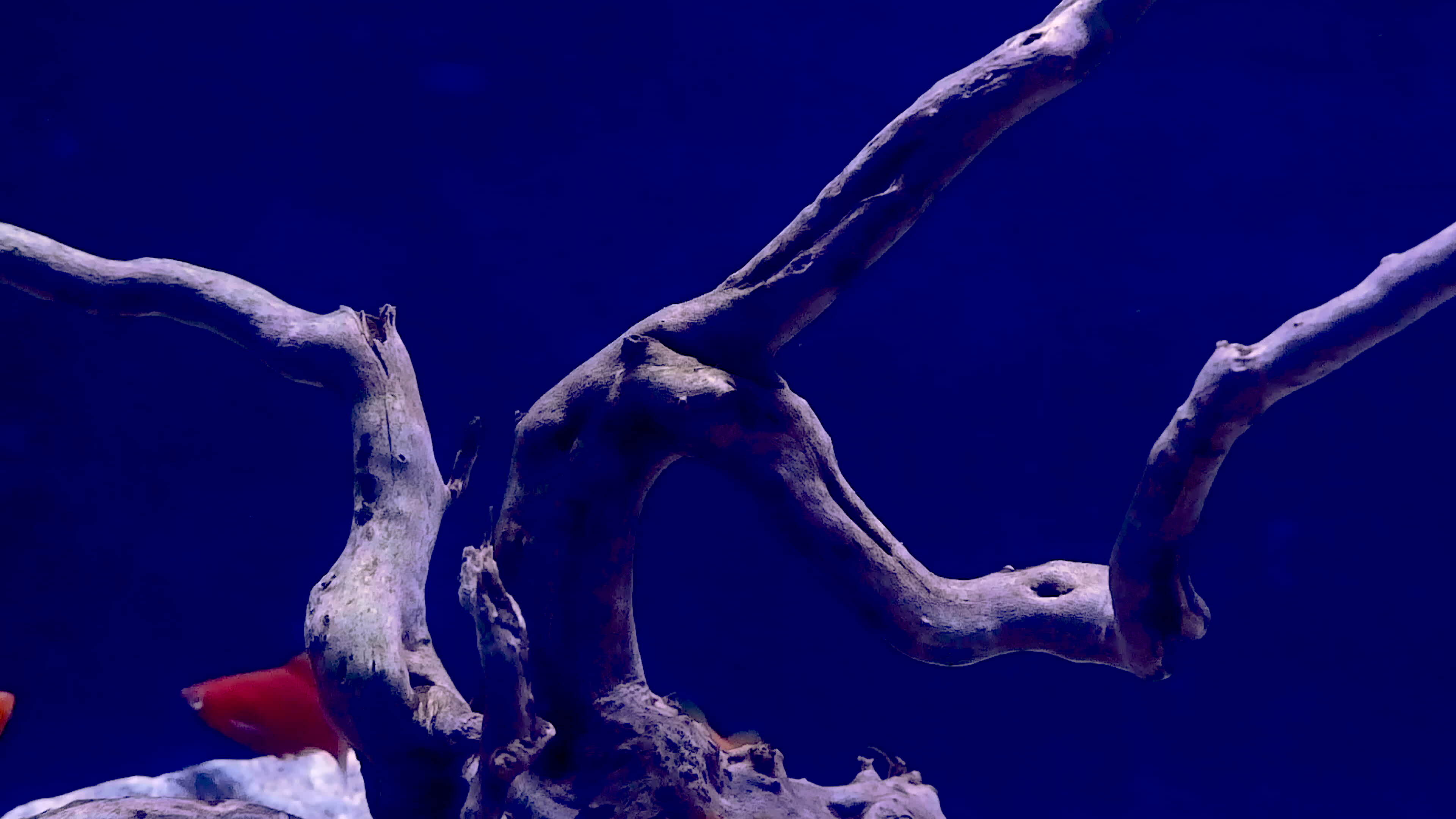 Footage wallpaper tropical reef fish and aquatic plants in aquarium