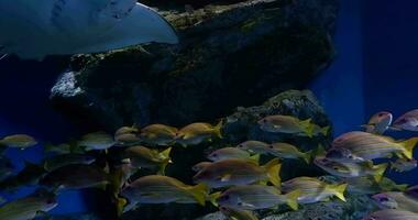 antal fot tropisk rev fisk, stor batoidea och vatten- växter i akvarium bakgrund video