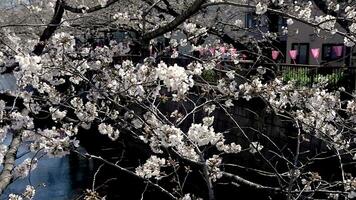 skön rosa sakura körsbär blomma blomma i våren, japan tokyo video