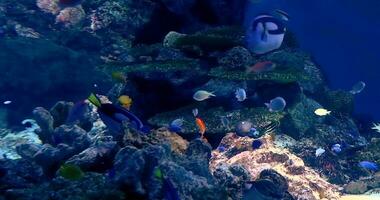 antal fot tapet tropisk rev fisk och vatten- växter i akvarium bakgrund video