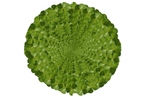 polygon shape icon formed from four leaves clover png