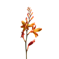 skottland vild blomma crocosmia krokosmiflora- png