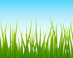 green grass, blue sky seamless background vector