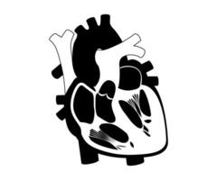 function and definition human heart silhouette vector