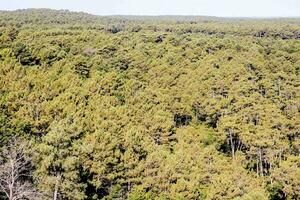 a forested area with lots of trees photo