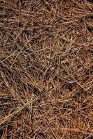 a close up of brown pine tree needles photo