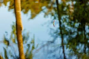 Bright colorful fishing bobber floats in water surface of lake, river with trees reflection. Weekend holiday leisure activity. Atmosphere of relaxation and tranquility. Hobby catching fish concept. photo