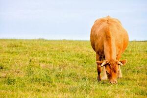 a brown cow grazing in a field photo