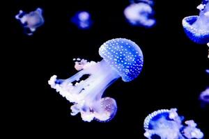 jellyfish in the dark photo