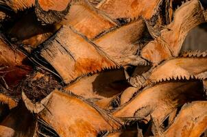 a close up of a palm tree with many leaves photo